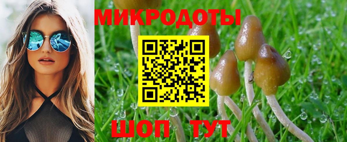 Псилоцибиновые грибы Cubensis Петрозаводск